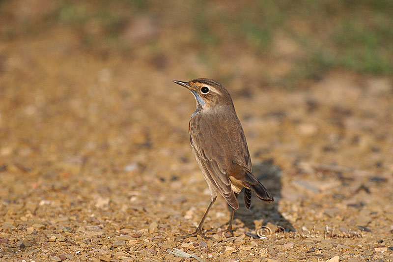 Per chi non l''ha mai visto